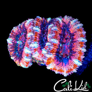 CANDY CANE ACAN TRIPLE