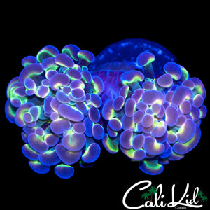 HOLOGRAM HAMMER DOUBLE