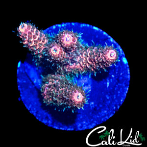 FUZZY RAINBOW MILLI CHUNK