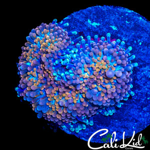 RAINBOW SWIRL RICORDIA