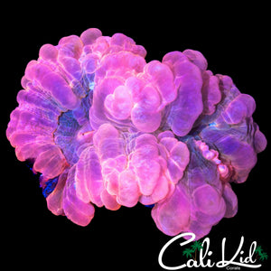 XL RARE PINK BUBBLE INDOPHYLLIA