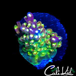CK GOLDEN GODDESS ACRO