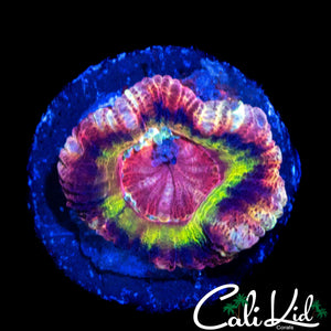 RARE ASIAN RAINBOW ACAN