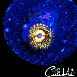 CK GOLD DUST ZOA