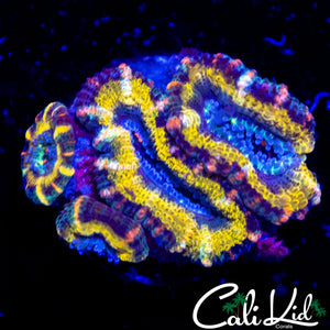 ULTRA RAINBOW RING ACAN QUAD