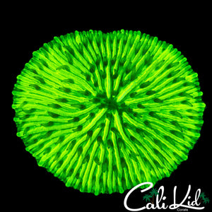 BRIGHTEST FUNGIA EVER