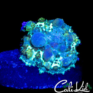 MYSTERY BOUNCE MUSHROOM (MULTI BUBBLE)