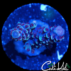 RR BLUE THUNDER ACRO