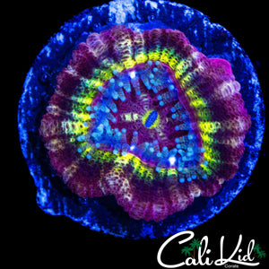 RARE RAINBOW ASIAN ACAN