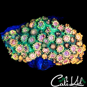 SUPER RAINBOW GONI COLONY