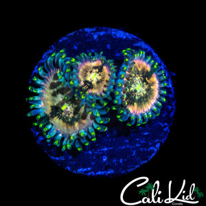 SOUR PUNCH ZOA TRIPLE