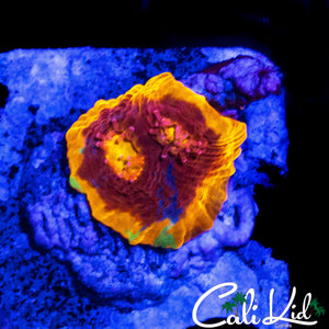 RAINBOW CHALICE BABY FRAG