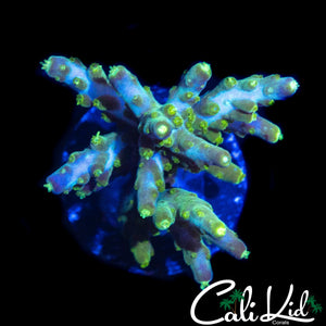 CK GALACTIC RIDER ACRO