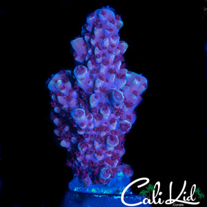 RR BLUE THUNDER ACRO