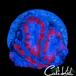 SUPERMAN ACAN QUAD
