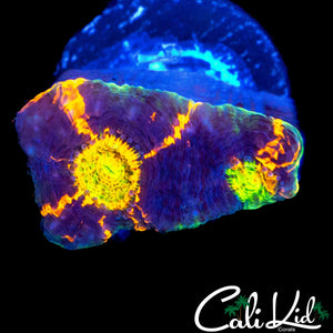 CK RAINBOW EYE ECHINATA
