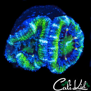 ULTRA ACAN DOUBLE