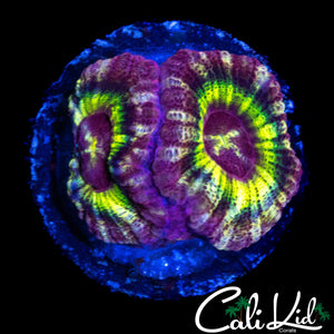 RARE RAINBOW ASIAN ACAN DOUBLE