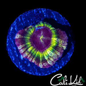 RARE RAINBOW ASIAN ACAN DOUBLE