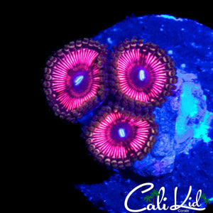 HYPER PINK PALY TRIPLE