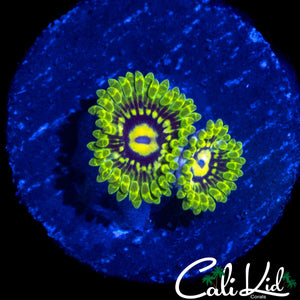 CK UNRELEASED ZOA DOUBLE
