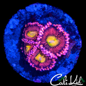 CK CHERRY BLOSSOM ZOA QUAD