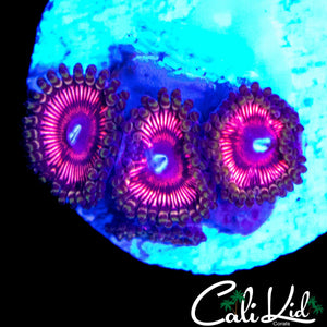 HYPER PINK PALY TRIPLE