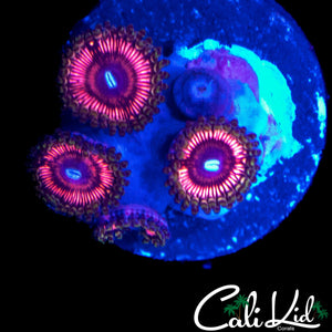 HYPER PINK PALY MINI COLONY
