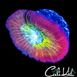 CK RAINBOW EYE FAVIA