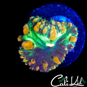GRAFTED BUBBLE BLASTO (RARE)