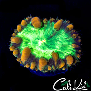 BEAUTIFUL BUBBLE BLASTO