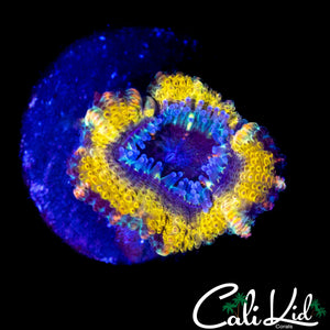 RAINBOW RIM ACAN LORD