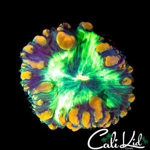 GRAFTED BUBBLE BLASTO (RARE)