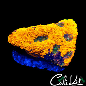 XTREME RAINBOW ECHINATA