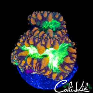 BUBBLE BLASTO DOUBLE