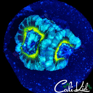 RARE RING ASIAN ACAN TRIPLE