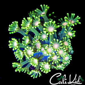 PEACH PETAL ALVEOPORA