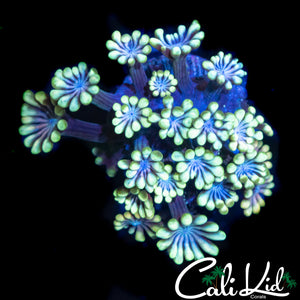 BI COLOR ALVEOPORA
