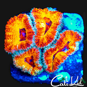 SUILVER BULLET ACAN QUAD