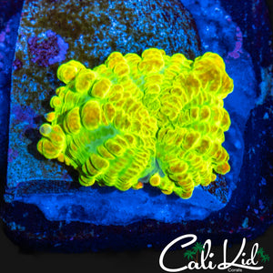 CK OG RAINBOW RHODACTIS BOUNCE