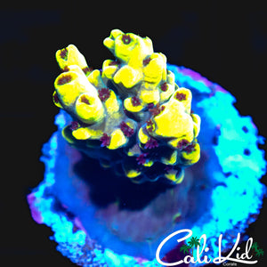 BUMBLE BEE ACRO