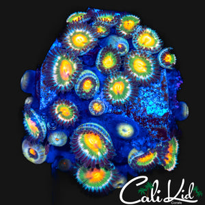 ULTRA ZOA MINI COLONY