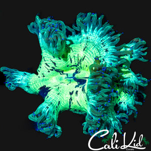 BLUE TIP MINI ELEGANCE COLONY