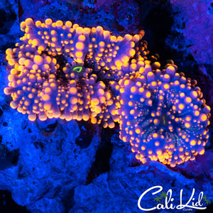 ELECTRIC ORANGE RIC DOUBLE