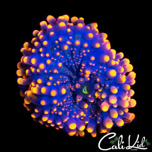 ELECTRIC ORANGE RICORDIA