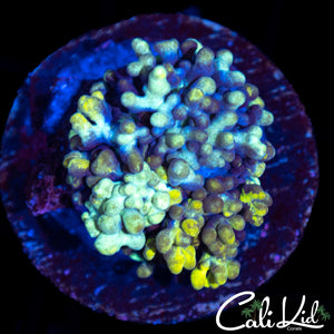 MYSTERY BUBBLE SHROOM