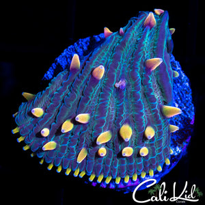 RAINBOW DIASERIS