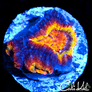 RAINBOW RING ACAN TRIPLE
