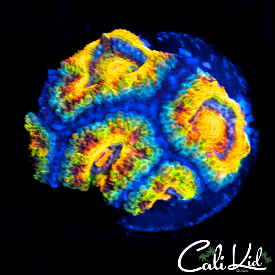 GATOR ACAN MINI COLONY
