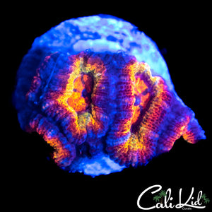 ULTIMATE RAINBOW ACAN QUAD